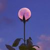 edits_mmd_