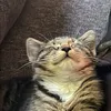 skittishcat_