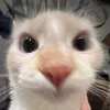 lrncgscn