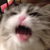 🎀🧸 P 🎀🧸