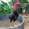 lecogduan050905