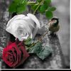 user7365261344840