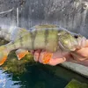 fishingjonastt