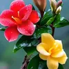 i.love.my.banglade8