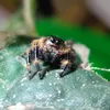 8_legged_puppies