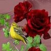 roxanagabriela1152