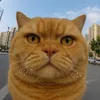 habibi.cat
