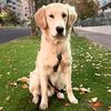 bruno_goldenretriever