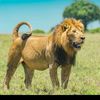 kabambe23