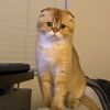 mochi_mochhh
