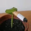 milohys