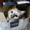 enjitenjitmeow