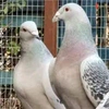 carrierpigeonp