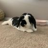 spencer.thebun