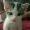 goodcat000