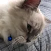 naqiuddinboboy