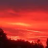 only_koala17