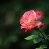 sharjahan.hossain3