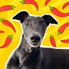 chillithegreyhound