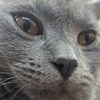 tomy_cat._