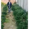 linhruoi10