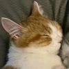 azmir7_