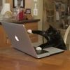 .qwertycat