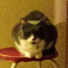 kittymanliip