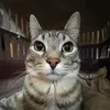 mishaf010