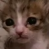 bruderdesdevil