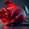 mrsamer29