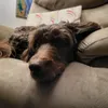 scritchery
