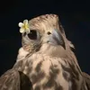رُسُل ألــمضـري . 🪶
