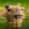 capy_thecapybara_returns