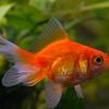 gold_fish293