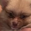 texthepom