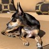 duke_of_arizona
