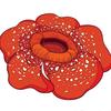 putrirafflesia1