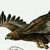 mukhtar_aldubai