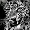 bit_moamer
