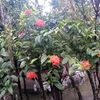 riponahmed1193