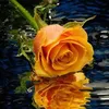 muhammadmujahid98988