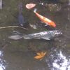 pondlifestyles