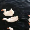 ntakmau