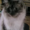 baileythecat321