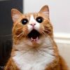 gatillo_000
