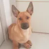 dodimydog
