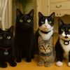 Sage, Diesel, Bug, Severus