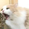cookie_pieh