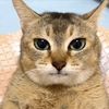 owlcat3050